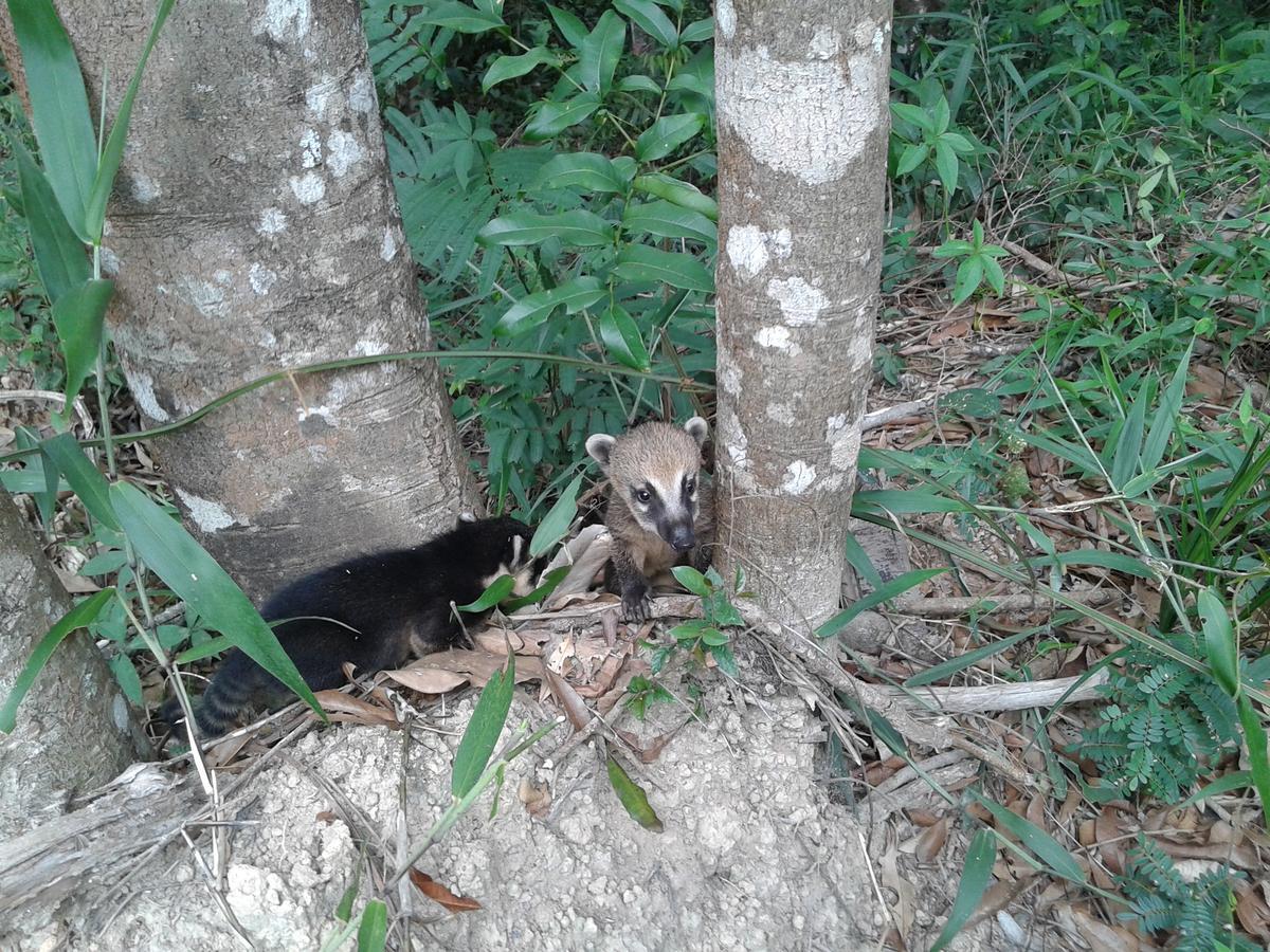 Santo Antônio do LeiteSossego Da Mata别墅 外观 照片