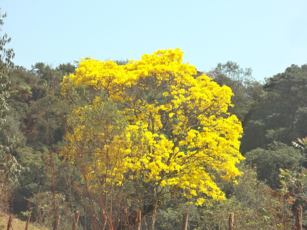 Santo Antônio do LeiteSossego Da Mata别墅 外观 照片